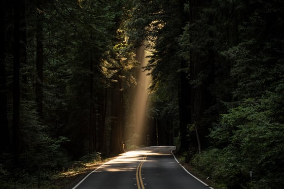 A sunlit road through a forest. 